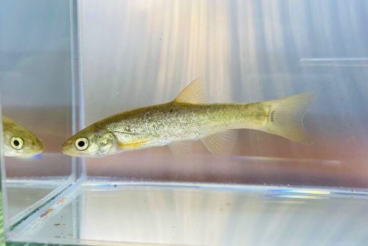 画像8: タカハヤ　（約7〜9cm）　愛媛産