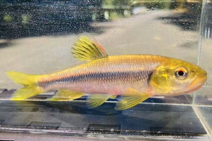 画像6: カワムツ　（特大）　福岡産