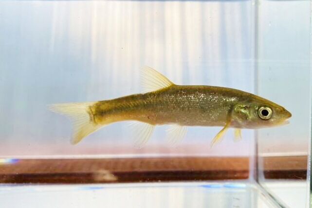 画像4: タカハヤ　（約7〜9cm）　愛媛産