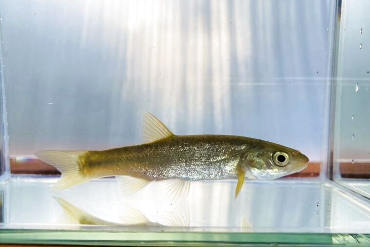 画像6: タカハヤ　（約7〜9cm）　愛媛産