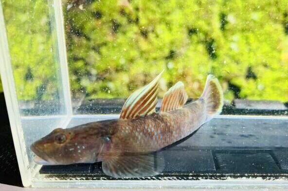 画像3: ルリヨシノボリ　（約7cm）　愛媛産　♀