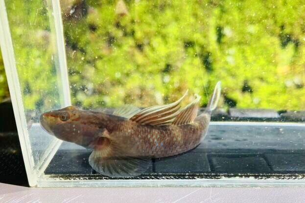 画像6: ルリヨシノボリ　（約7cm）　愛媛産　♀