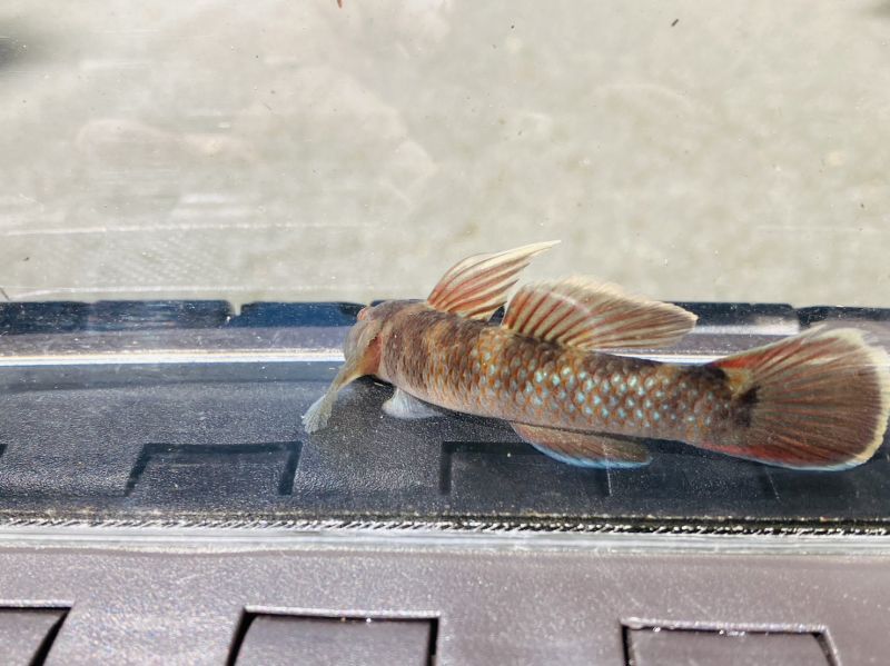 画像12: ルリヨシノボリ　（約7cm）　愛媛産　♀