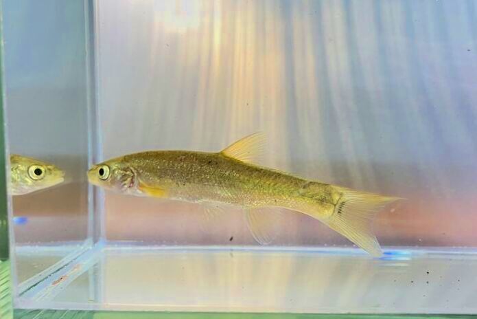 画像5: タカハヤ　（約7〜9cm）　愛媛産