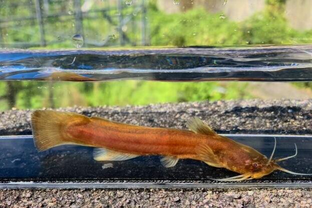 画像6: アカザ　（大）　愛媛産