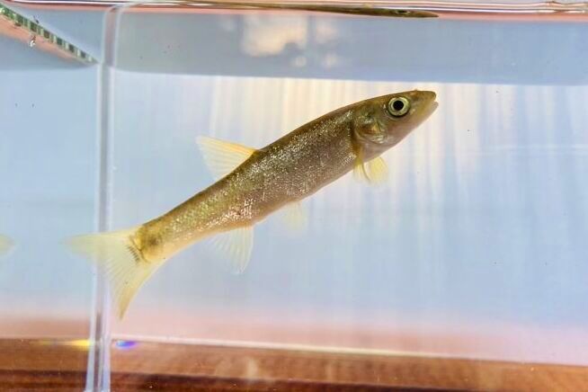 画像7: タカハヤ　（約7〜9cm）　愛媛産