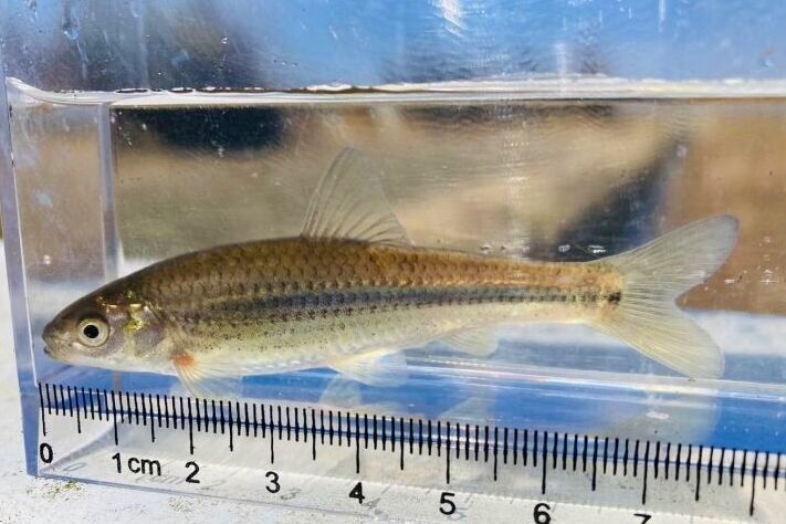 画像1: タモロコ　（約8〜９cm）　千葉産