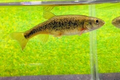 画像1: ヤチウグイ　（約6〜7cm）　３匹セット