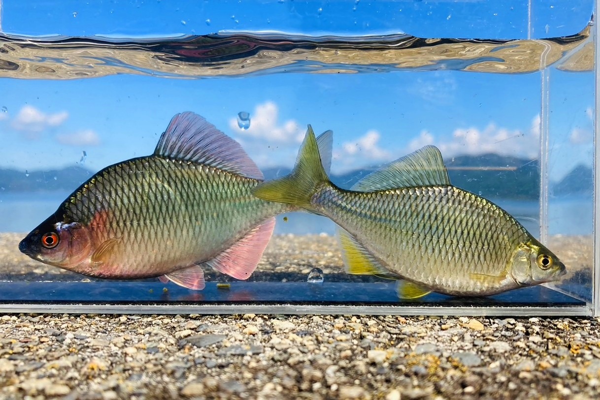 画像3: カネヒラ　（大：婚姻色）　琵琶湖産　１ペア
