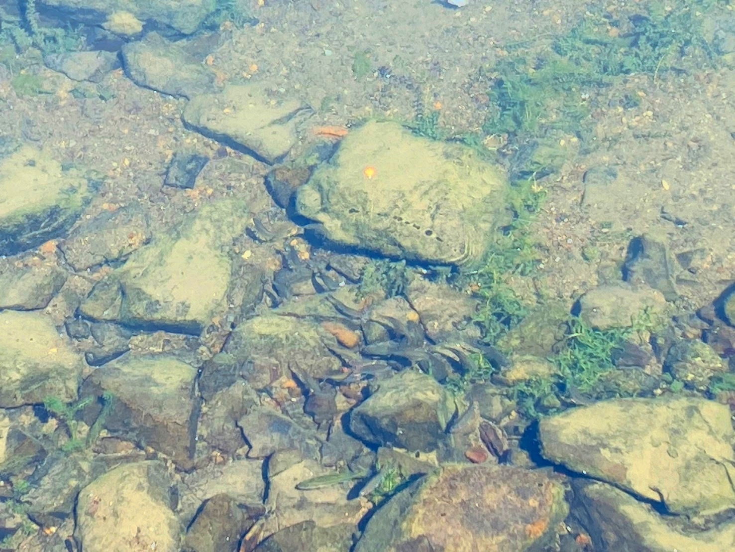 画像5: カネヒラ　（大：婚姻色）　琵琶湖産　１ペア