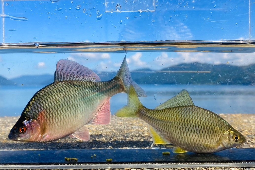 画像1: カネヒラ　（大：婚姻色）　琵琶湖産　１ペア