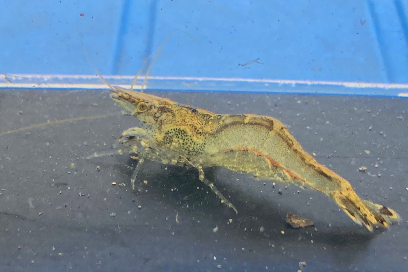画像2: ヌカエビ　宮城産　５匹