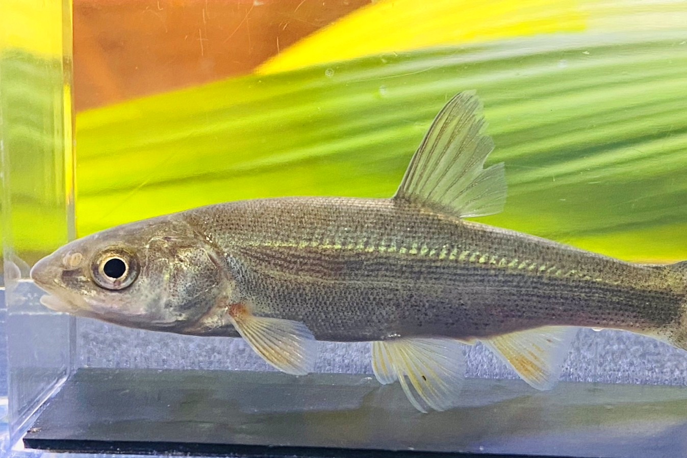 画像2: ウグイ　（約7〜8cm）　北海道産