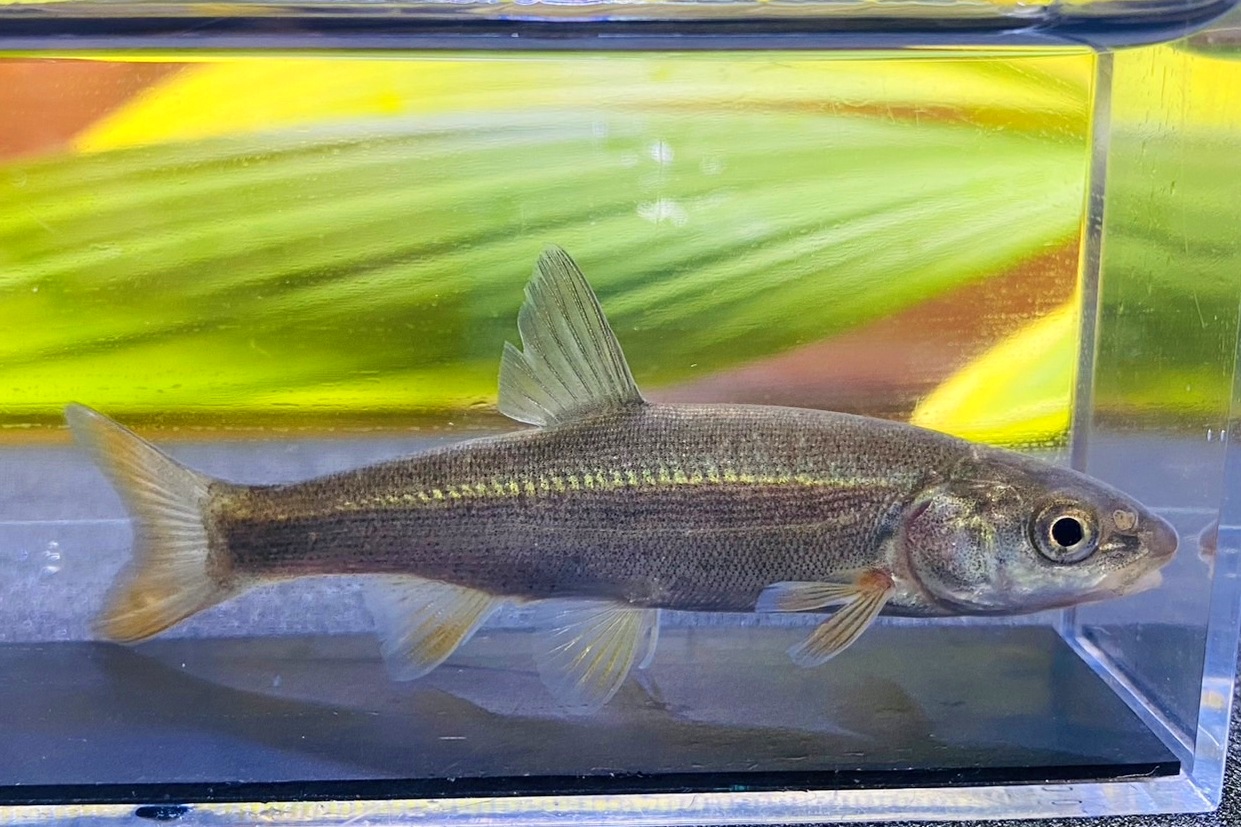 画像4: ウグイ　（約7〜8cm）　北海道産