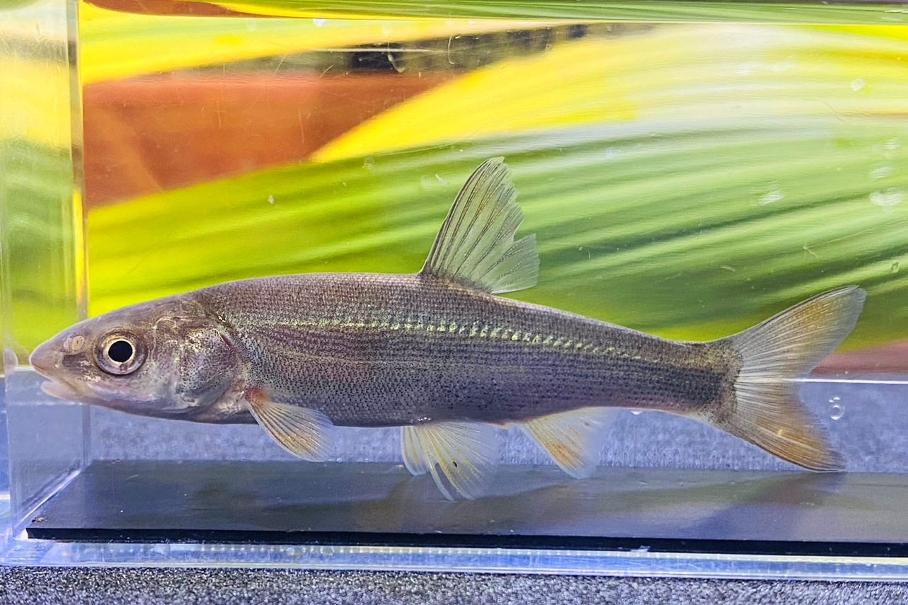 画像1: ウグイ　（約7〜8cm）　北海道産