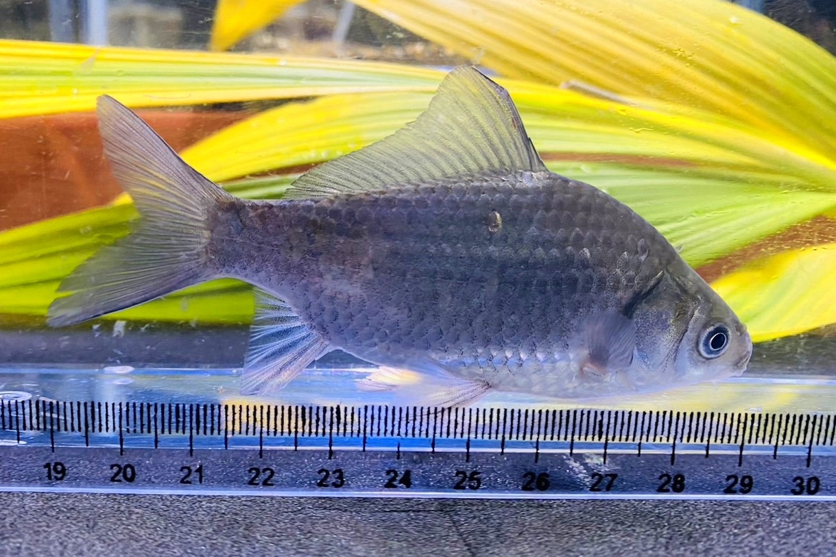 画像3: ヘラブナ　（約13〜15cm）　北海道産　３匹セット