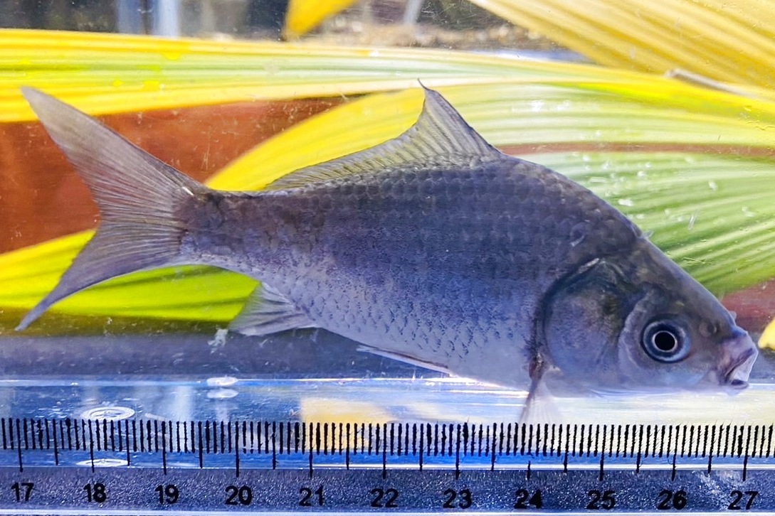 画像1: ヘラブナ　（約13〜15cm）　北海道産　３匹セット