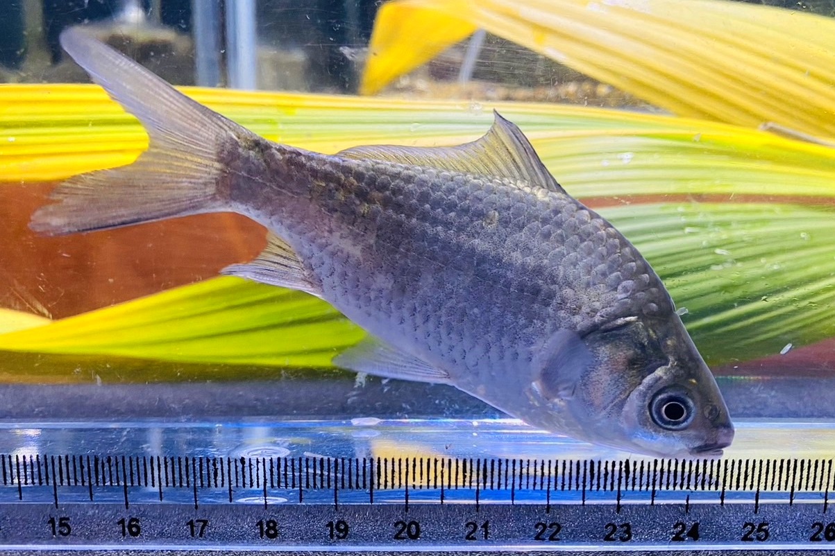 画像4: ヘラブナ　（約13〜15cm）　北海道産　３匹セット