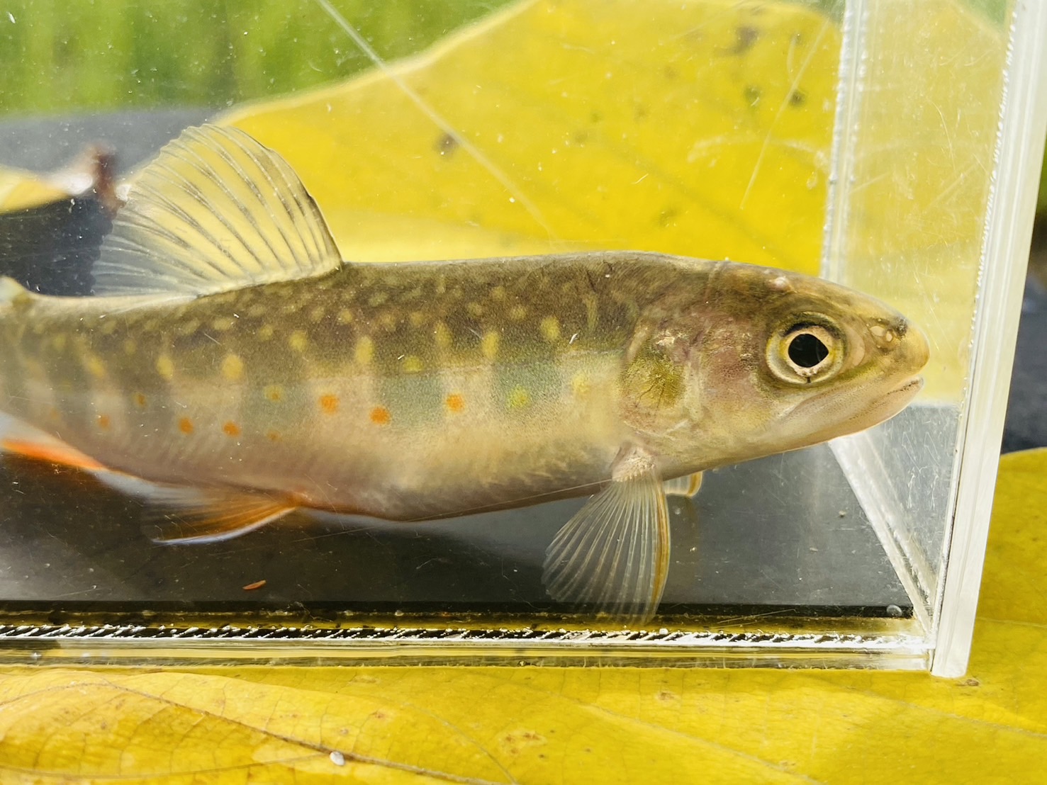 画像1: カワマス　（ブルックトラウト：約9cm）　北海道産