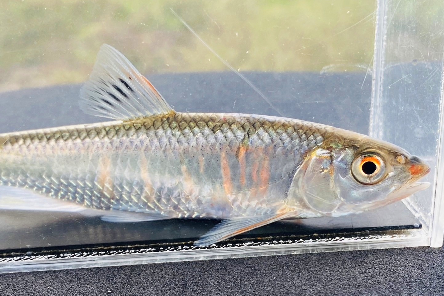 画像4: オイカワ　（特大）　琵琶湖水系産