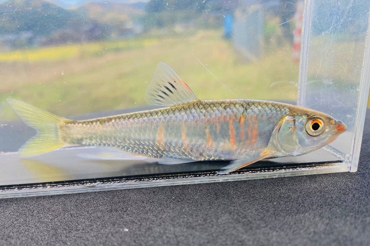 画像3: オイカワ　（特大）　琵琶湖水系産