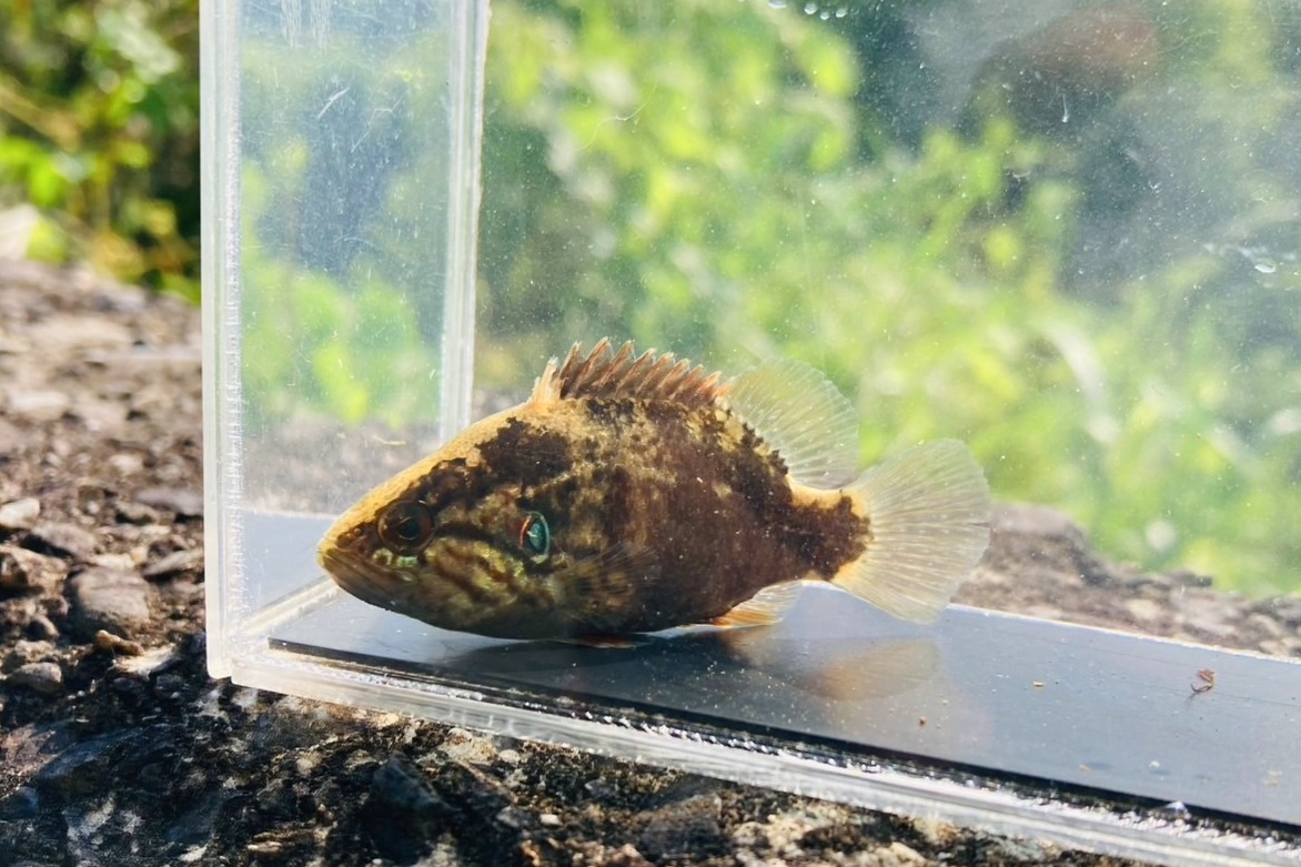 画像1: オヤニラミ　（中）　滋賀産
