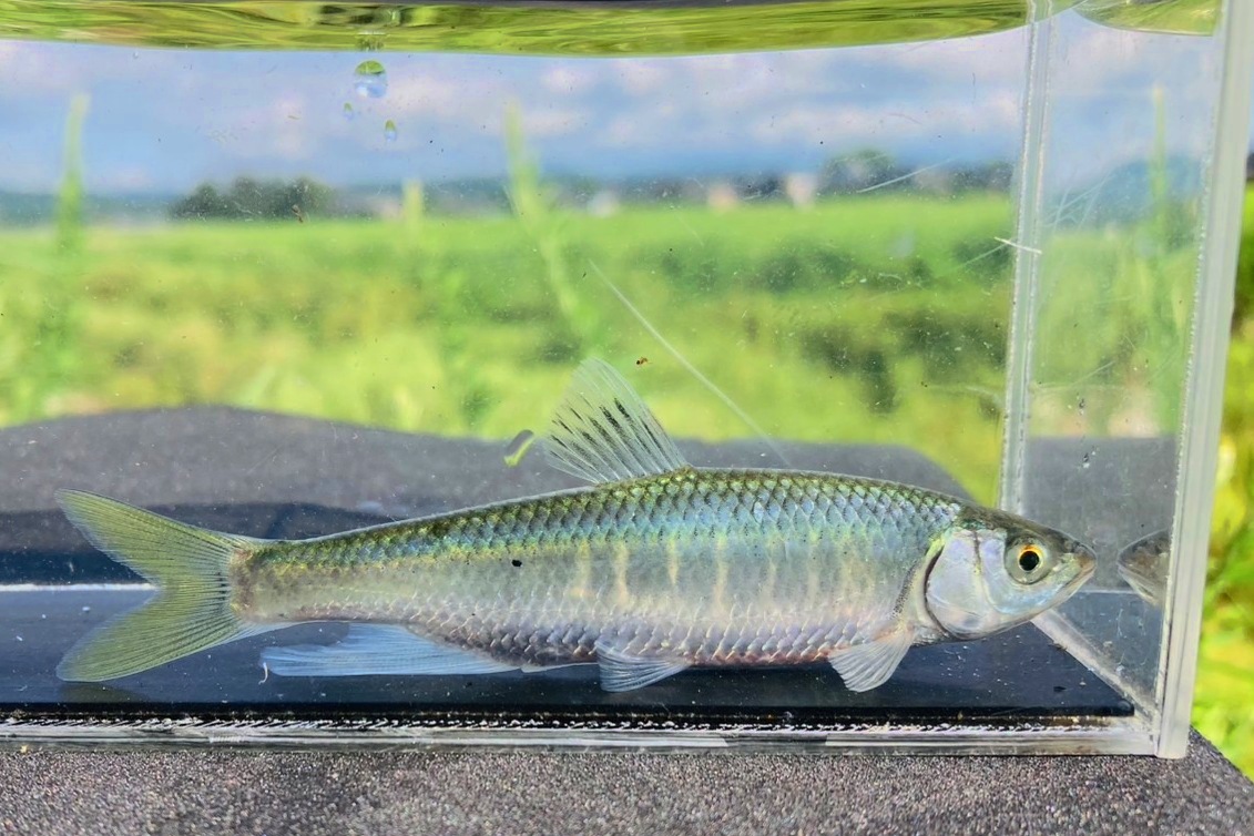 画像4: オイカワ　（やや大）　琵琶湖水系産