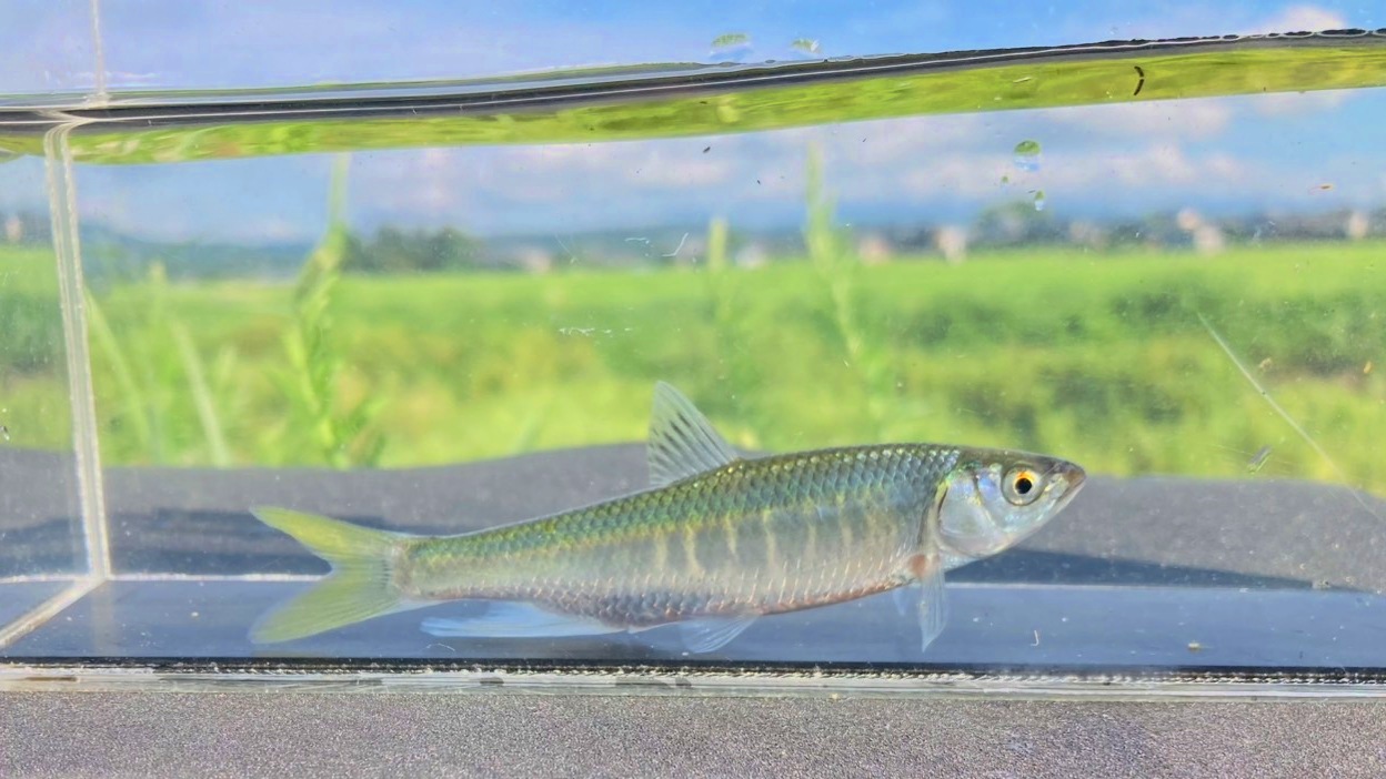 画像5: オイカワ　（やや大）　琵琶湖水系産