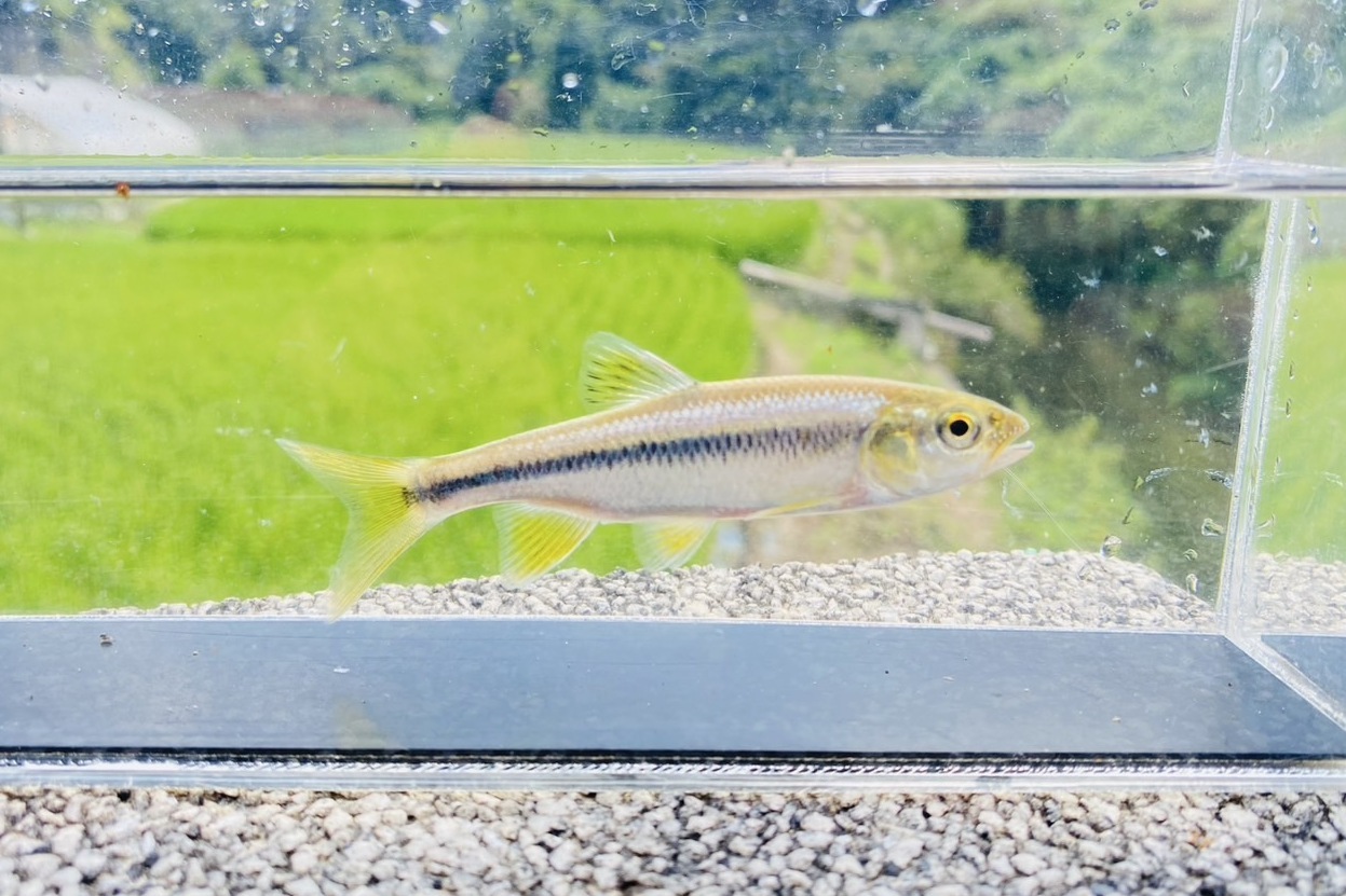 画像6: カワムツ　（中）　和歌山産　３匹セット