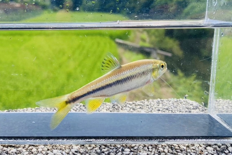 画像7: カワムツ　（中）　和歌山産　３匹セット