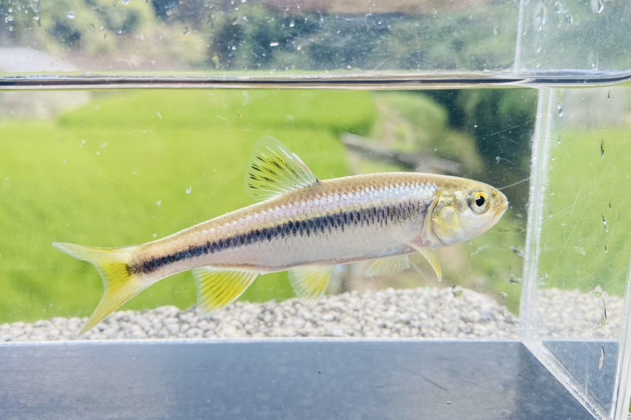 画像8: カワムツ　（中）　和歌山産　３匹セット