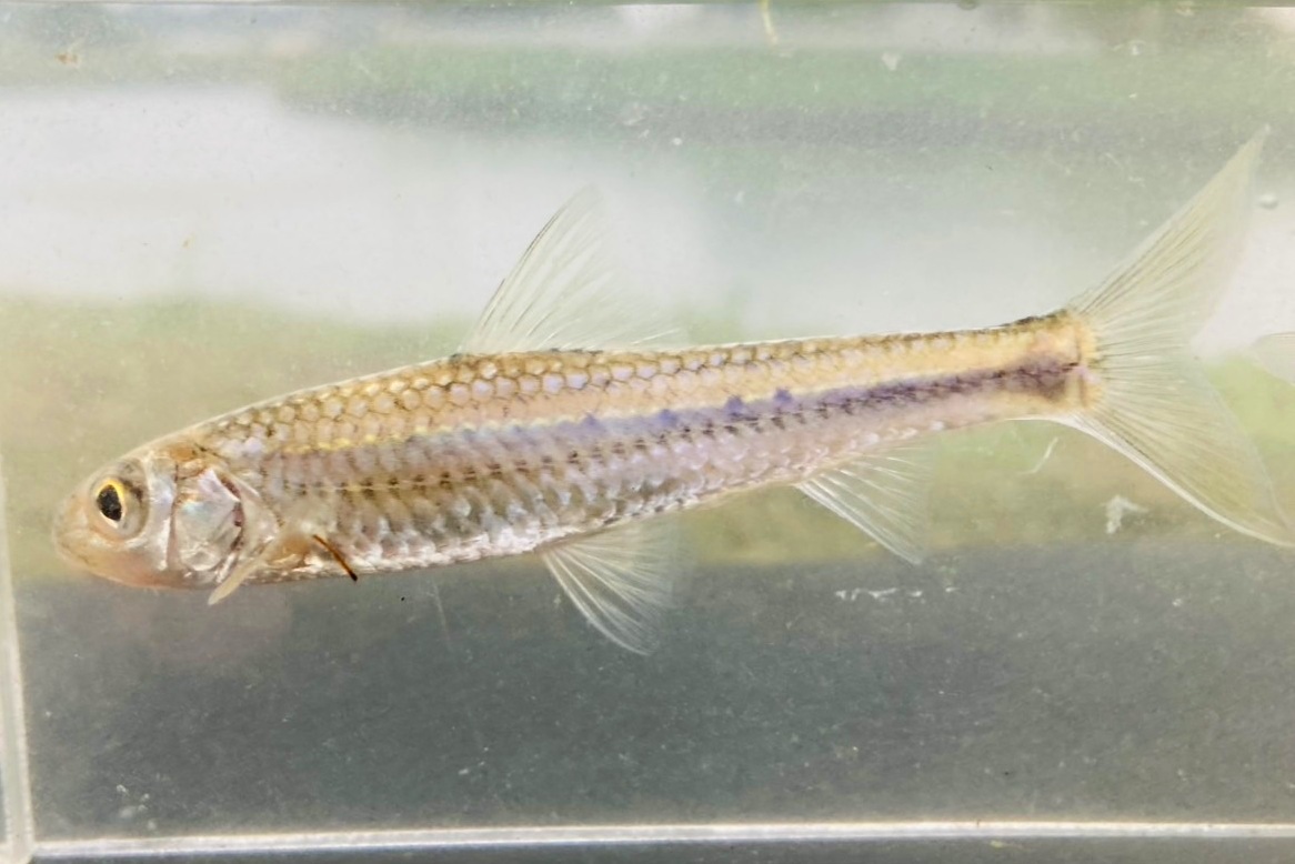 画像4: スゴモロコ　（やや大）　琵琶湖水系産　３匹セット