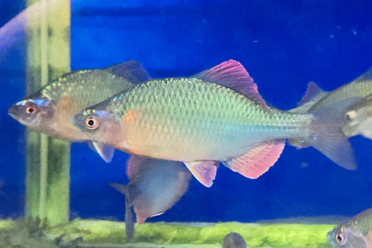 画像1: カネヒラ　（約7〜8cm：婚姻色）　琵琶湖水系産　３匹