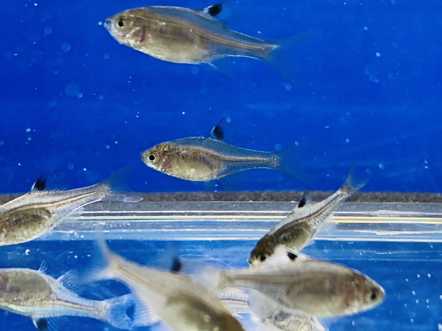 画像2: 鏡鱗タイリクバラタナゴ　（仔）　３匹