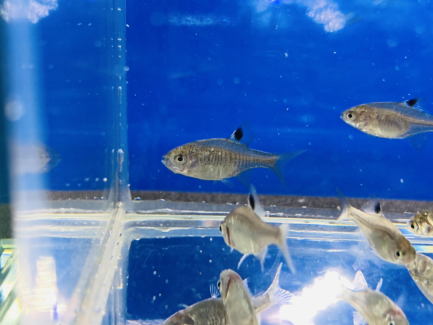 画像5: 鏡鱗タイリクバラタナゴ　（仔）　３匹