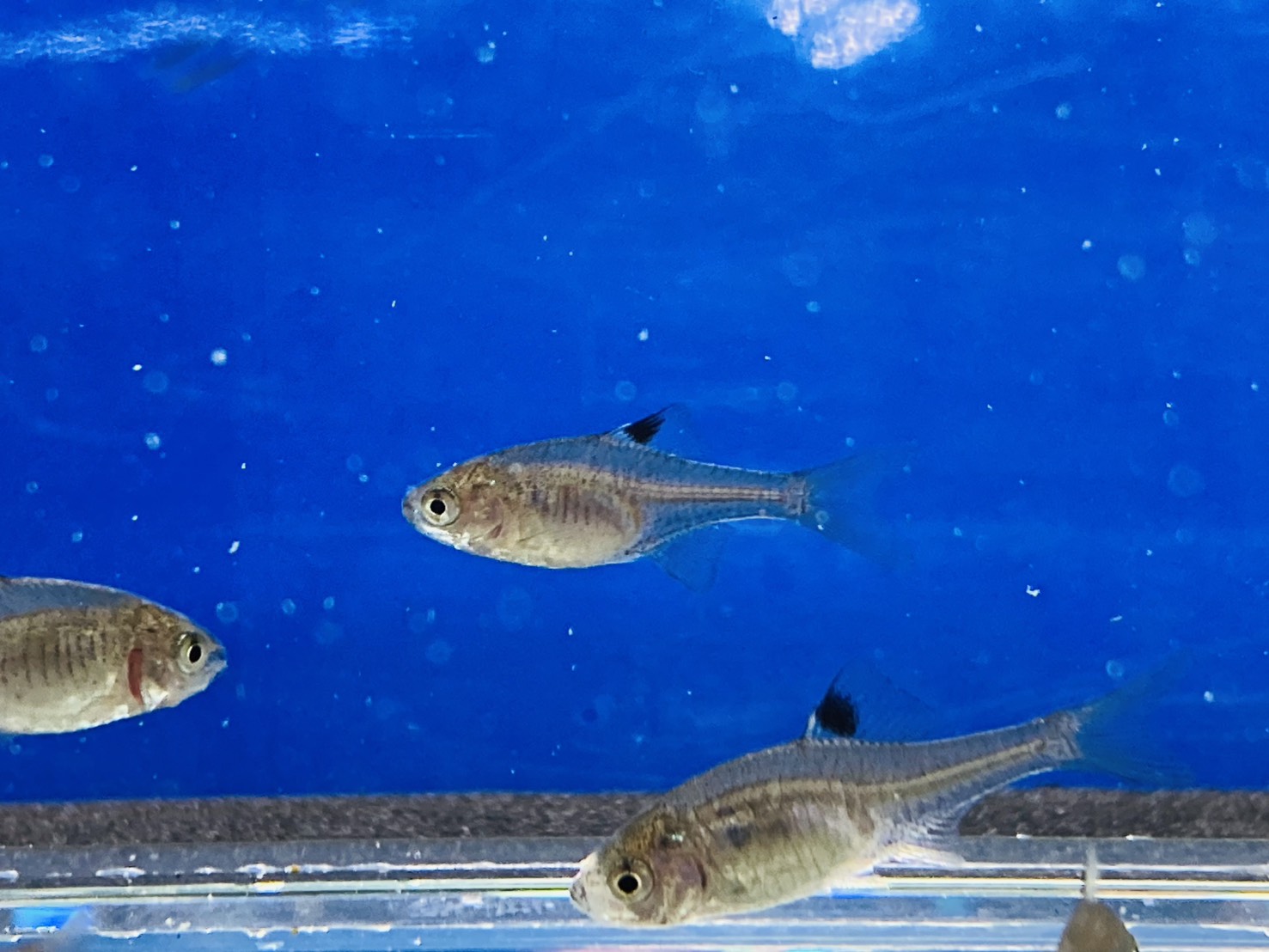 画像4: 鏡鱗タイリクバラタナゴ　（仔）　３匹