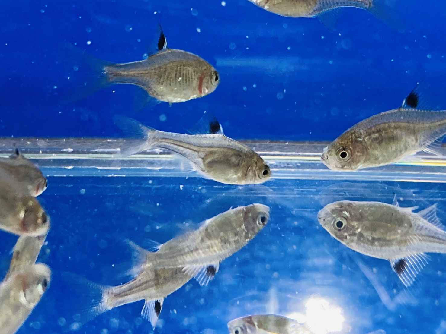 画像3: 鏡鱗タイリクバラタナゴ　（仔）　３匹