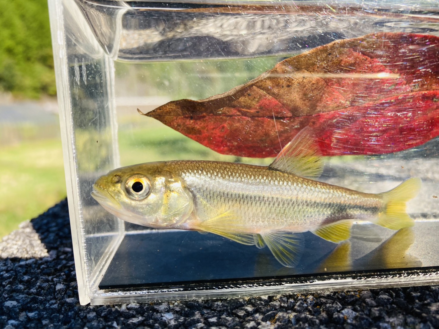 画像4: カワムツ　（やや大）　和歌山産