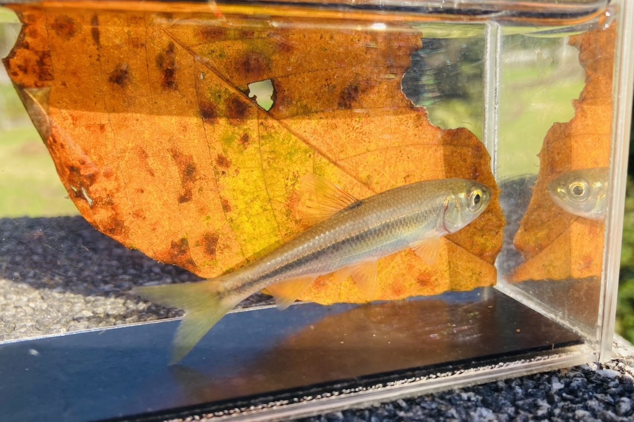 画像4: カワムツ　（中）　和歌山産　３匹セット