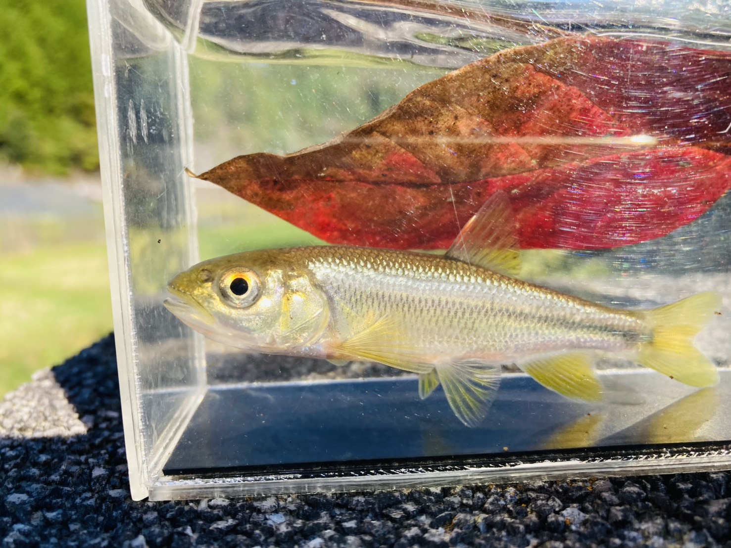 画像3: カワムツ　（やや大）　和歌山産