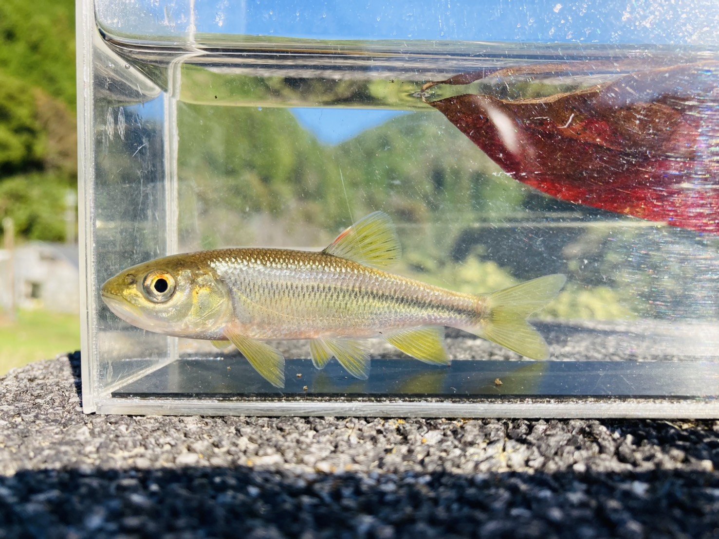 画像6: カワムツ　（やや大）　和歌山産