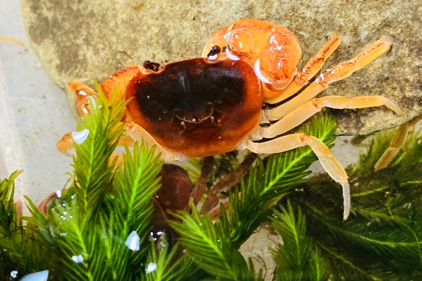 画像6: サワガニ　（オレンジ〜赤）　愛媛産