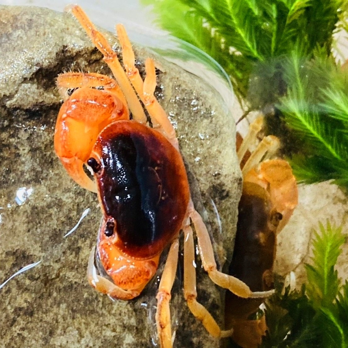 画像7: サワガニ　（オレンジ〜赤）　愛媛産