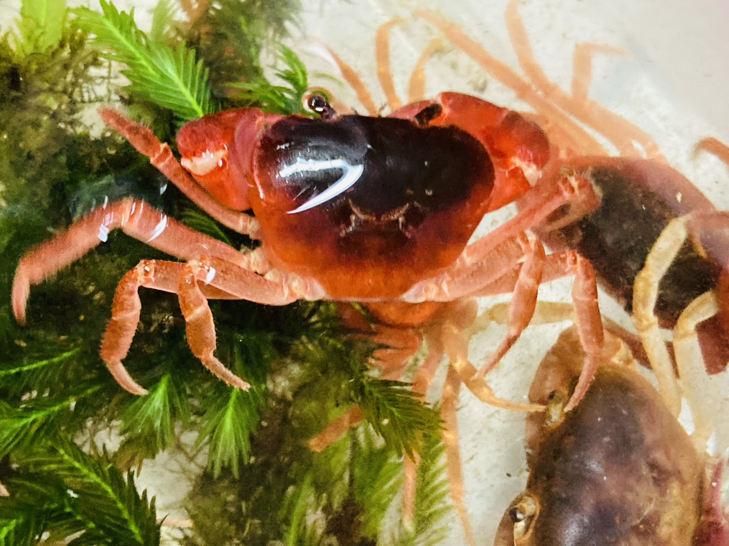 画像4: サワガニ　（オレンジ〜赤）　愛媛産