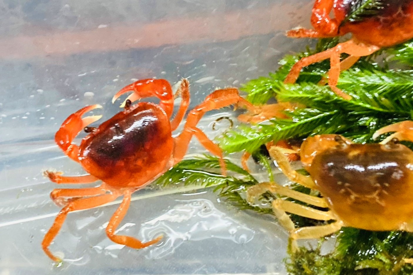 画像2: サワガニ　（オレンジ〜赤）　愛媛産