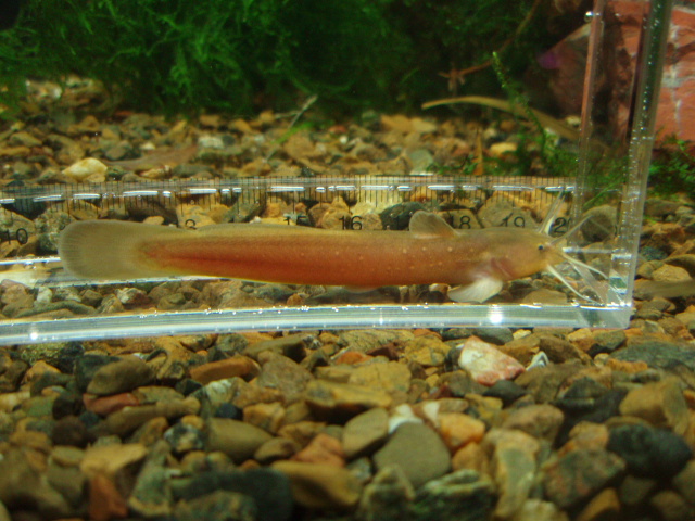 画像4: アカザ　（中）　徳島産
