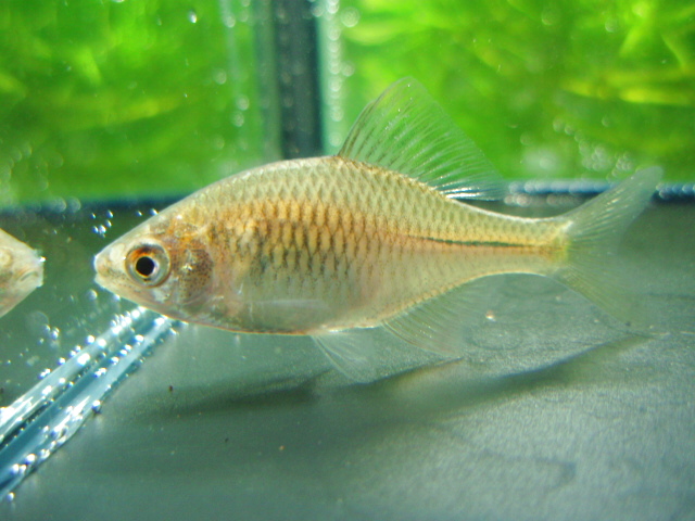 画像4: ニッポンバラタナゴ　♂♀♀３匹